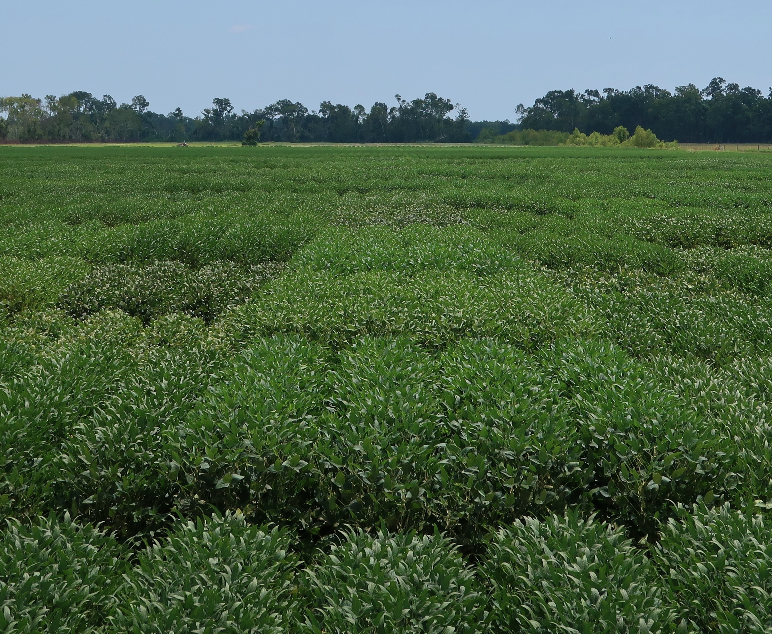 Soybean Preliminary OVT Results 2021